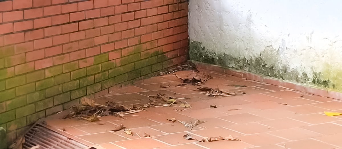floridabomberos's tweet photo. Unidades bomberiles del #CBVF rescataron una #boa #constrictor que se encontraba en la #zona #social de un #conjunto #residencial del #municipio de #Floridablanca.

El #reptil fue trasladado al CAV de la @carcdmb donde el veterinario la valora y libera en su #hábitat. https://t.co/vwc7mOFUsl