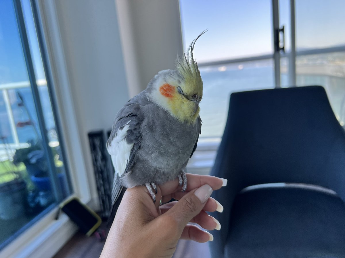 tessterosa's tweet photo. Anyone missing or know of anyone who is missing their cockatiel? https://t.co/m5uYwQv9Xc
