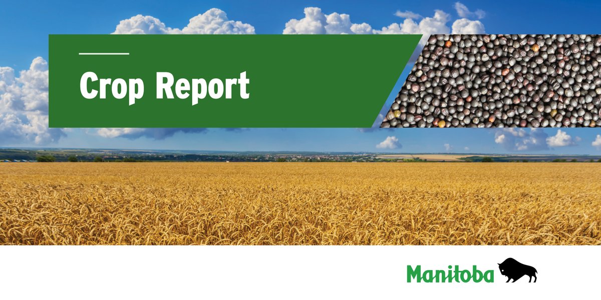 MBGovAg's tweet photo. Winter wheat and fall rye harvest continues, harvest has started in spring cereal crops, canola is mostly in the pod fill stage, field pea harvest continues and soybean fields are mostly in the R5 to R6 growth stage. Visit https://t.co/3PMprUXWgz for the full #MBCropReport. https://t.co/KtdbrLi78a