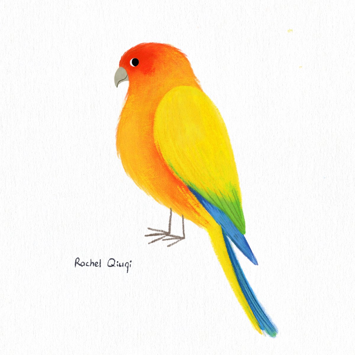 rachelqiuqi's tweet photo. Day 15 ~ Sun Conure #AvianAugust2023 #kidlitart https://t.co/JpAaNuYUlf