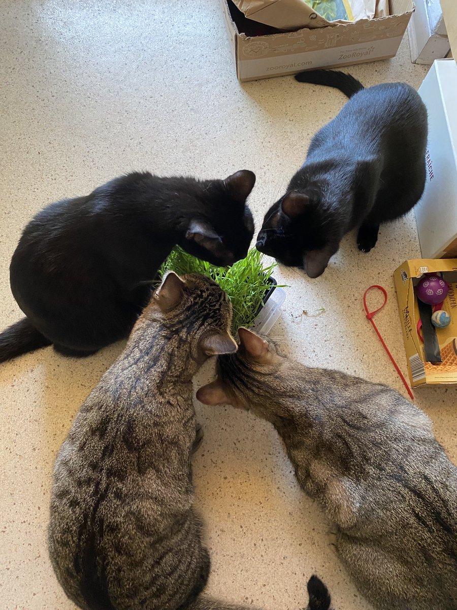 TheMewDiaries's tweet photo. We hads another pawsome summer day ☀️ Watchin da birdies in da sun and havin lots of kitty grass 🌱 #cats #catsoftwitter #twittercats #catsofx #xcats #blackcats #BlackCatsofTwitter #tabbycats #tabbycatsoftwitter #summer #kittygrass #catgrass #life https://t.co/ldmNq5SUdo