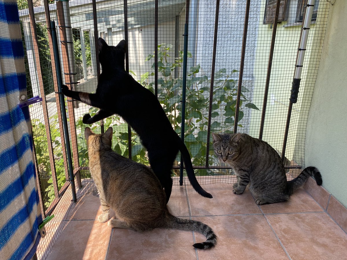 TheMewDiaries's tweet photo. We hads another pawsome summer day ☀️ Watchin da birdies in da sun and havin lots of kitty grass 🌱 #cats #catsoftwitter #twittercats #catsofx #xcats #blackcats #BlackCatsofTwitter #tabbycats #tabbycatsoftwitter #summer #kittygrass #catgrass #life https://t.co/ldmNq5SUdo
