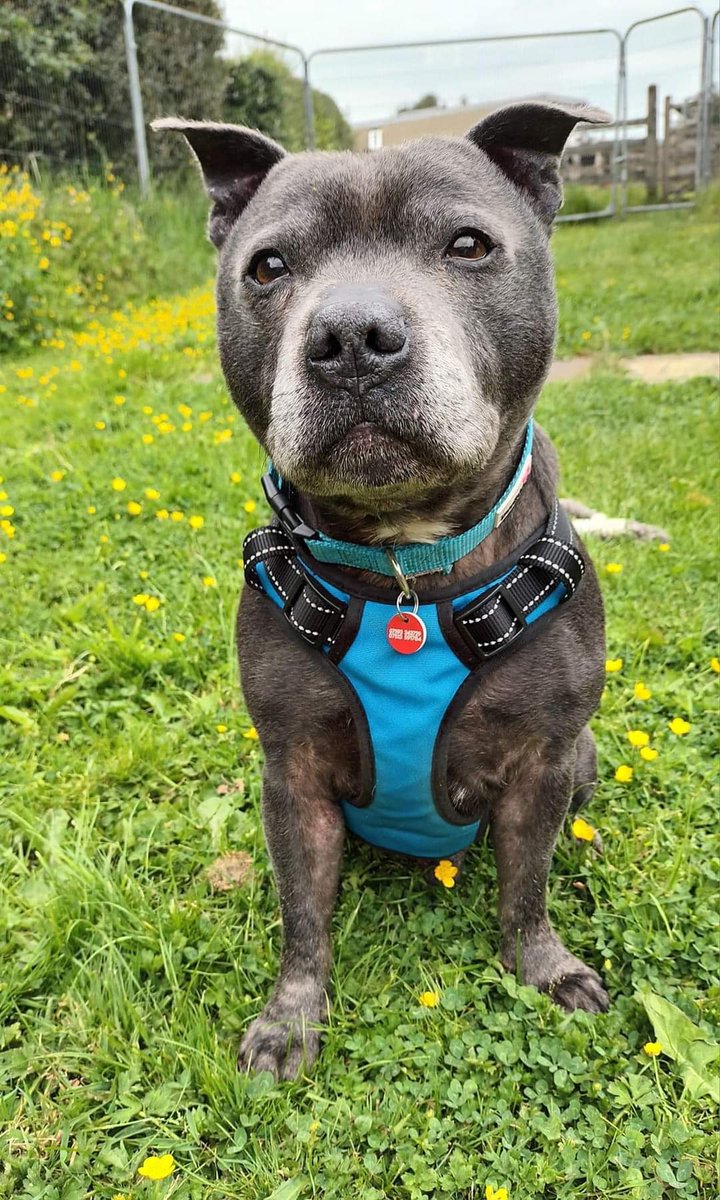 Ninja here to say night night. 

A quick question before I go.  Do you like walking?  If so I could be the pawfect companion for you as I loves my walks. You can find out all about me on my linky fing below. 

Sleep tight, love Ninja 😴

seniorstaffyclub.co.uk/adopt-a-staffy… ❤️❤️❤️❤️