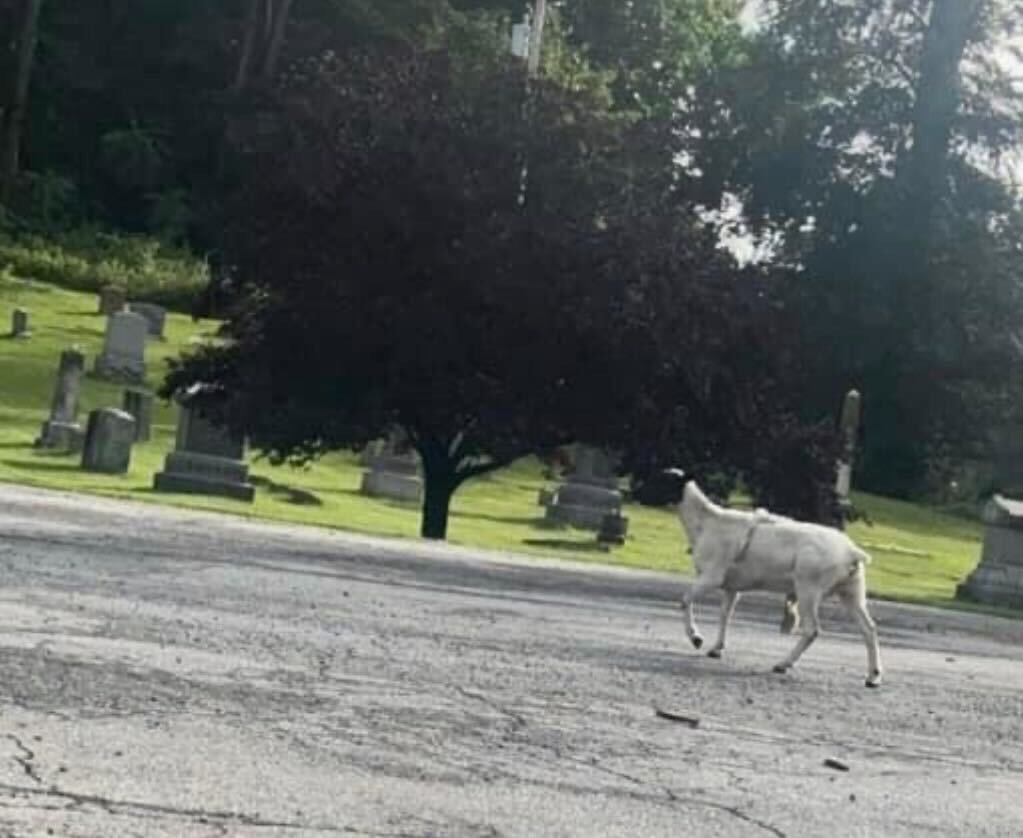 WoodstockFarm's tweet image. Beacon NY friends-- we are trying to help this sheep, spotted in and around St Luke's Cemetery in Beacon. They seem to be alone &amp;amp; at risk of being hurt. If you have seen them, know more, or can help if you live in the area where they’ve been seen, please DM with specifics!
