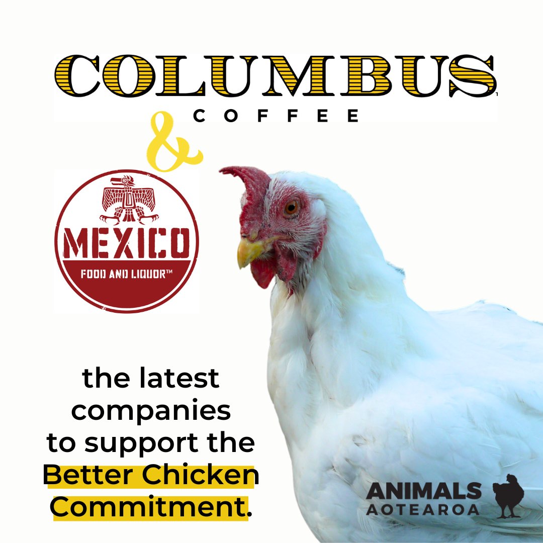 AnimalsAotearoa's tweet photo. #Progress! Another two progressive food brands join the ranks of those backing the Better Chicken Commitment - another step towards chickens bred for meat being given better lives.
Columbus Coffee &amp; Mexico👏 https://t.co/bZCzE9985w