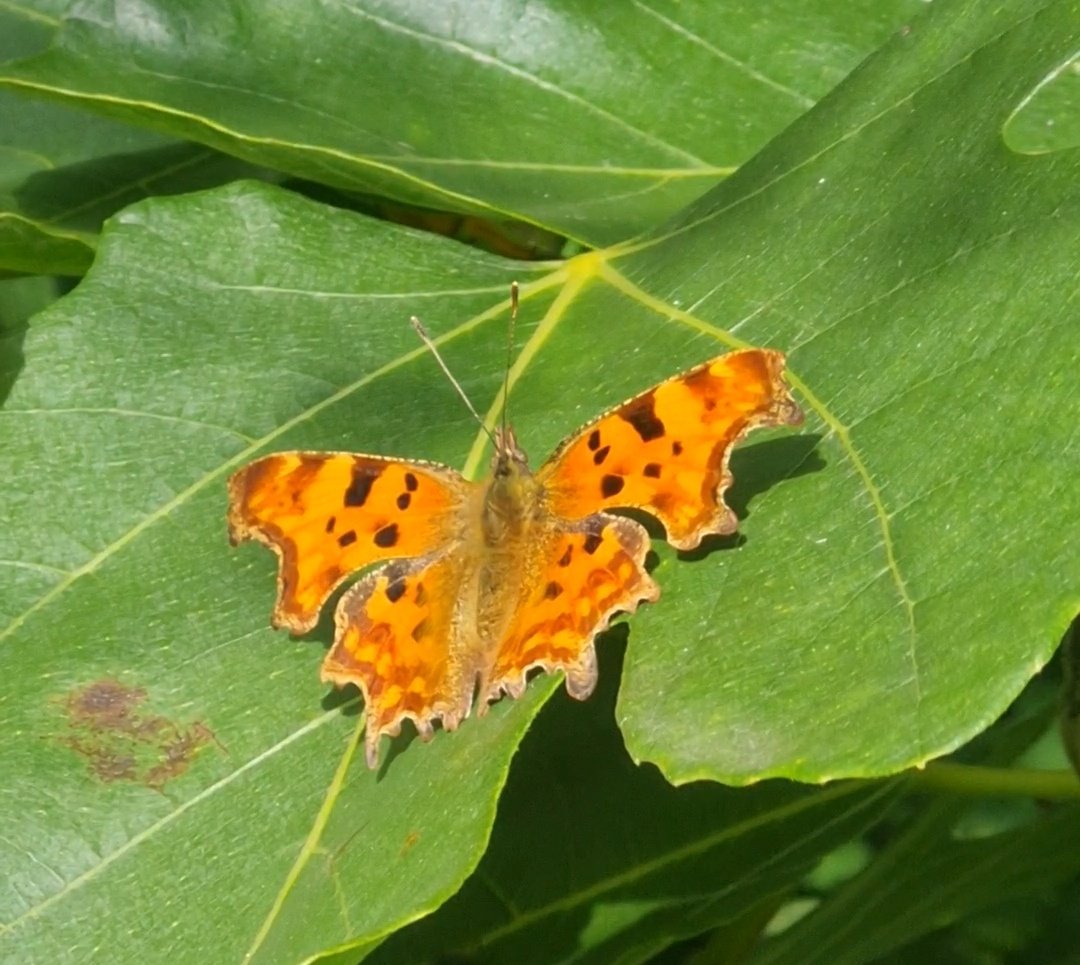 Best part about summer is the sunbathing butterflies