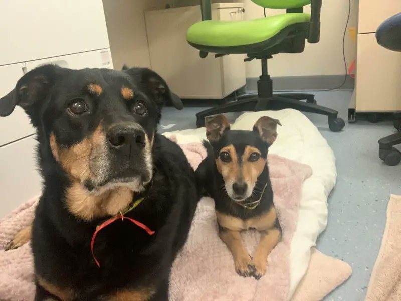 AdoptionsUk's tweet photo. Please retweet to help Jack and Chops find a home together #MANCHESTER #UK 
Bonded pair aged 7 and 11. They are super friendly and can live with children aged 8+.  They need to be the only pets. See full details.
DETAILS or APPLY👇 https://t.co/uuPXqFPVCZ… #dogs #petcrisis #pets https://t.co/d9DmpyrxIm