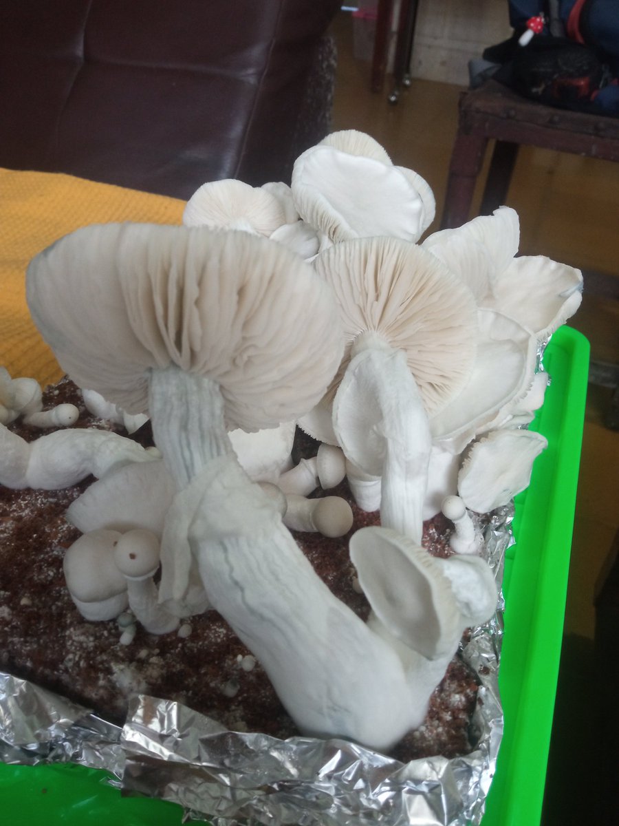 AnikiSpore's tweet photo. Averys Albino

🍄🍄🍄

#micologia #mushrooms #enteogenos #hongos #hongosmagicos #hongosmedicinales #fungi #averysAlbino #micelio #hongoscolombia https://t.co/UhOYGdEUS9