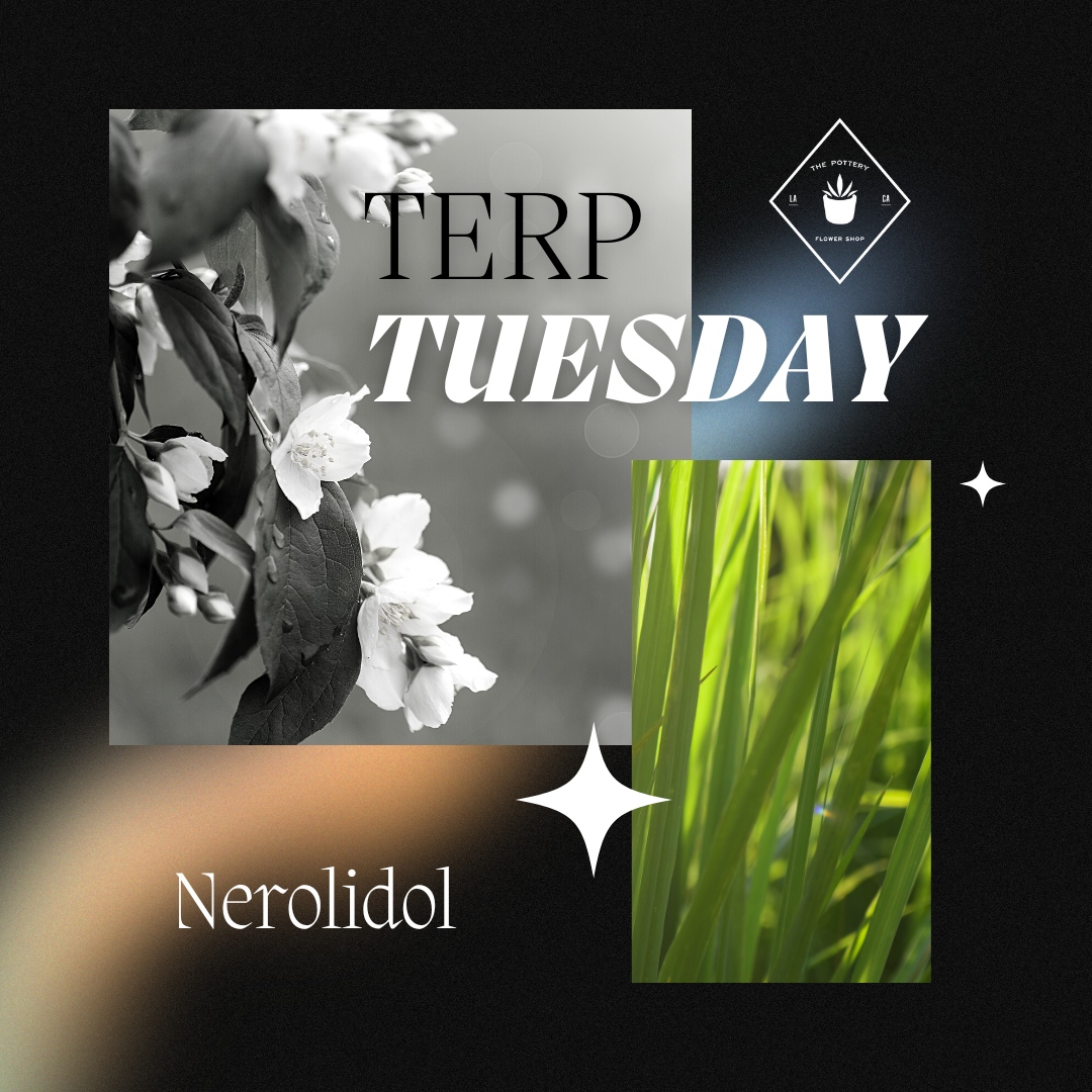 Step into a world of tranquility with nerolidol! Found in jasmine, ginger, and 🌿🥦🍃, this soothing terpene embraces you with calming effects and a delicate floral aroma. #TerpTuesday