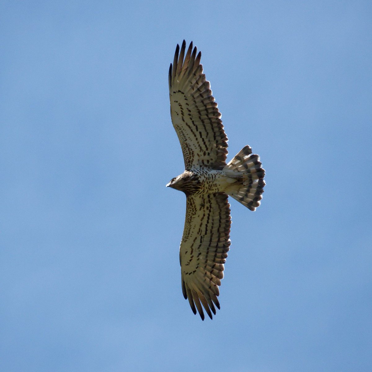 joan_sellares's tweet photo. Avui al Congost de Collegats. @birdcatalunya creiem que és una Àguila Marcenca (Circaetus gallicus). Ens ho podríeu confirmar? Gracies! https://t.co/x6hMPtgyE5