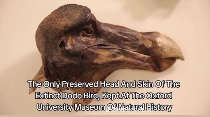 HotTopicShinobi's tweet photo. her: "you gotta be the only preserved head and skin of the Extinct Dodo Bird, kept at The Oxford University Museum of Natural History if you think we fucking"
me asf: https://t.co/A8Ic99ZvOu
