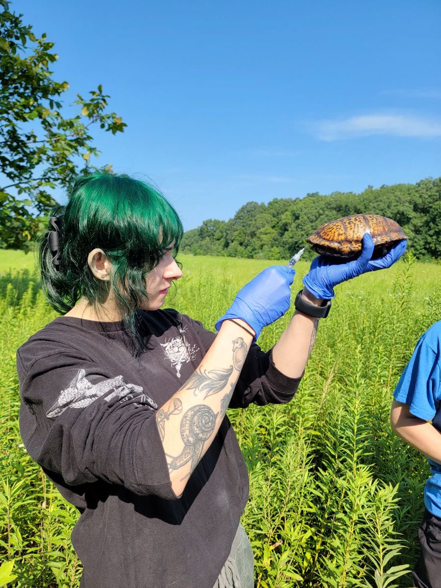 We are celebrating the end of summer break with a successful week of box turtle team! We have such amazing veterinary student volunteers that made our field and lab work the most fun and efficient! How can we have turtle searches every week? 🐢