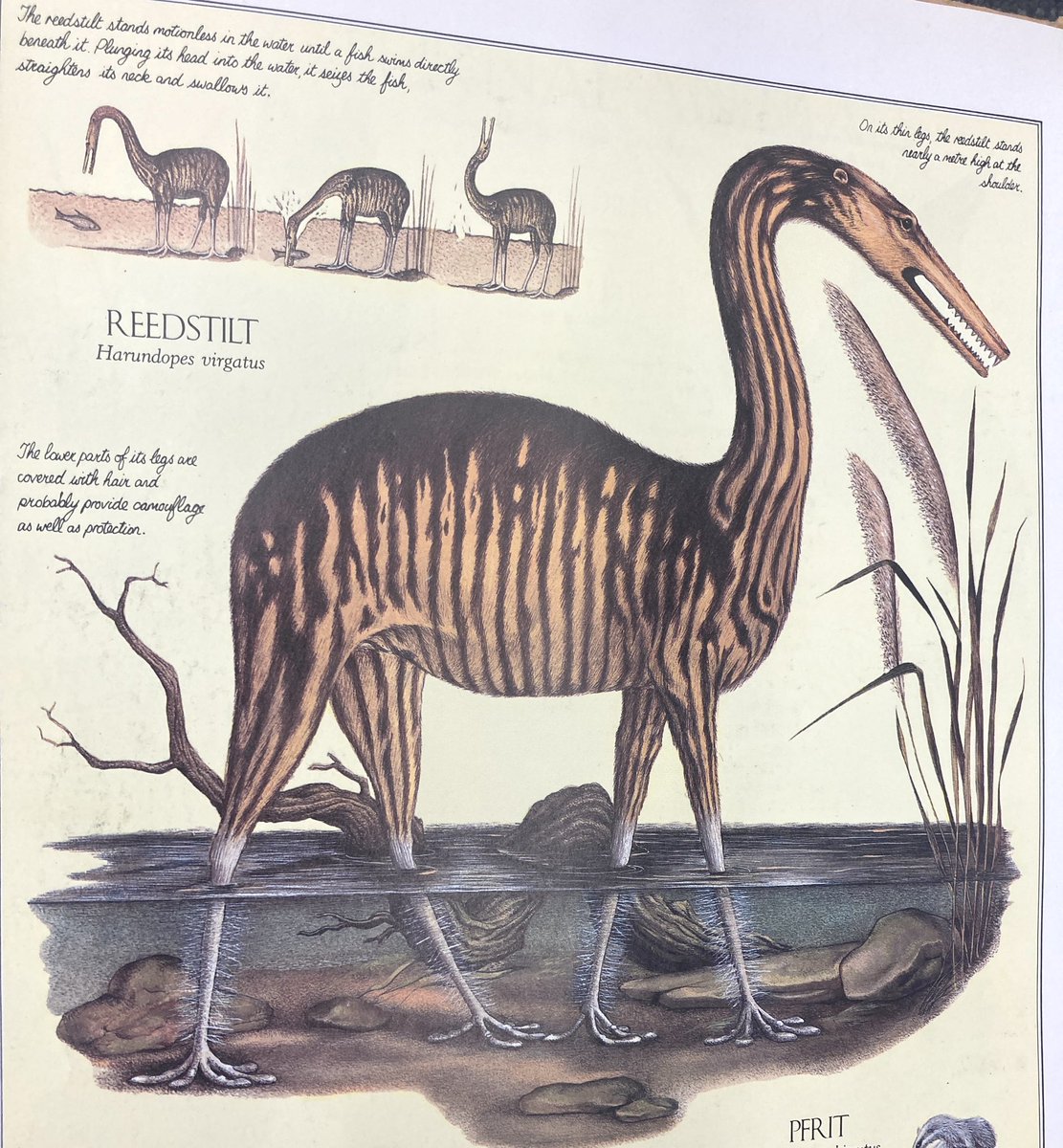 TIL my favorite kids book as a child wasn’t for kids at all. It was a hyper-realistic fake nature log about how animals evolve in the distant future