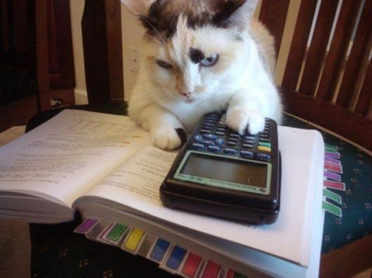 CatWorkers's tweet photo. Cats in STEM. https://t.co/xvDecu2K44