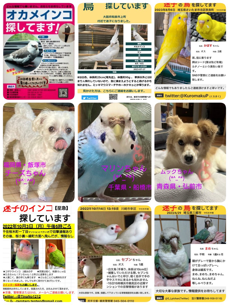 wanwan202319831's tweet photo. #迷子 #保護 #目撃 #情報 #拡散 #再会
大切な家族です(*^_^*)
飼い主様達が一生懸命探されています
どんな情報でもお待ちしています。
皆様のご協力(^^)お願いいたします。
迷子ちゃん達みんなが元気で無事にご家族の元へ(*^_^*)
よろしくお願いします。
感謝(*^_^*)感謝です。 https://t.co/rtTyBGeFGw