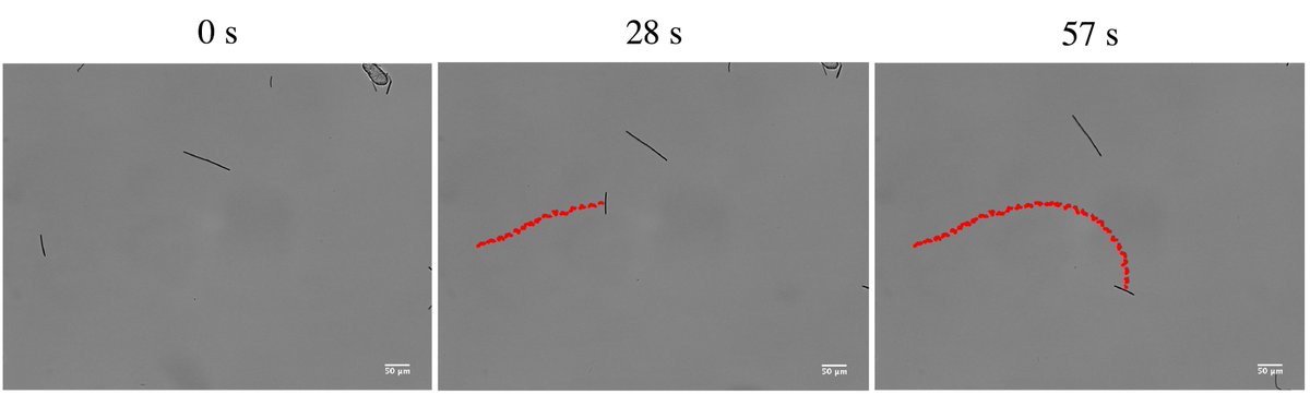 Alina Arslanova, PhD (@alinaarslanova7) on Twitter photo Our paper "Sideways propelled bimetallic rods at the water/oil interface" was just accepted in <a href="/softmatter/">Soft Matter</a> ! DOI: 10.1039/D3SM00466J Our paper "Sideways propelled bimetallic rods at the water/oil interface" was just accepted in <a href="/softmatter/">Soft Matter</a> ! DOI: 10.1039/D3SM00466J