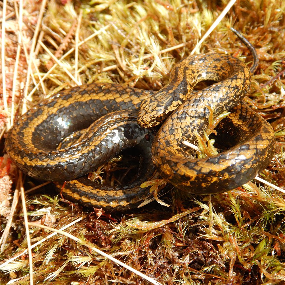 DiscussingFilm's tweet image. Harrison Ford has responded to a species of snake being named after him.

“These scientists keep naming critters after me but it’s always the ones that terrify children. I spend my free time cross-stitching. I sing lullabies to my basil plants so they won’t fear the night.”