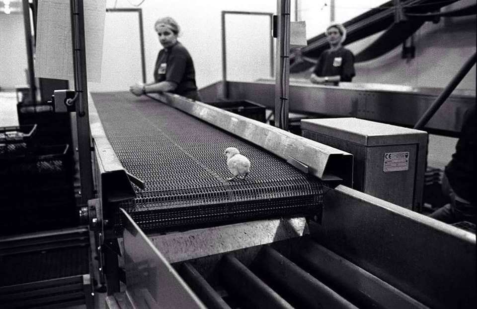 DrFarazHarsini's tweet photo. 🛑There's a big red STOP button in front of us to stop this conveyor belt of death.

Every time we have animal products we support animal exploitation. 

Push the button, say no to animal abuse, and go vegan today🙏

🫰 Egg industry grinds 200 million male chicks alive every year https://t.co/Zgp5gLO6QB