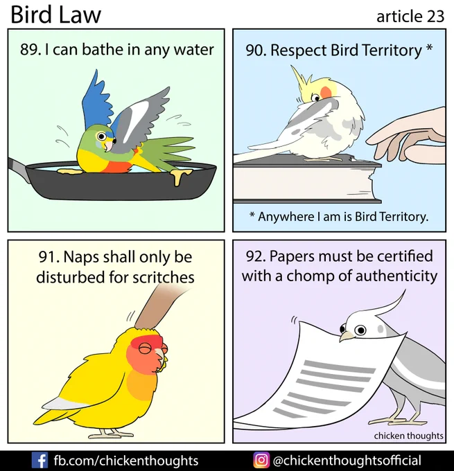 Bird law article 23 starring Betsy (@betsyandfrens), Hebe (@ZdenkaWaldner), Eggo, and Wolf! 