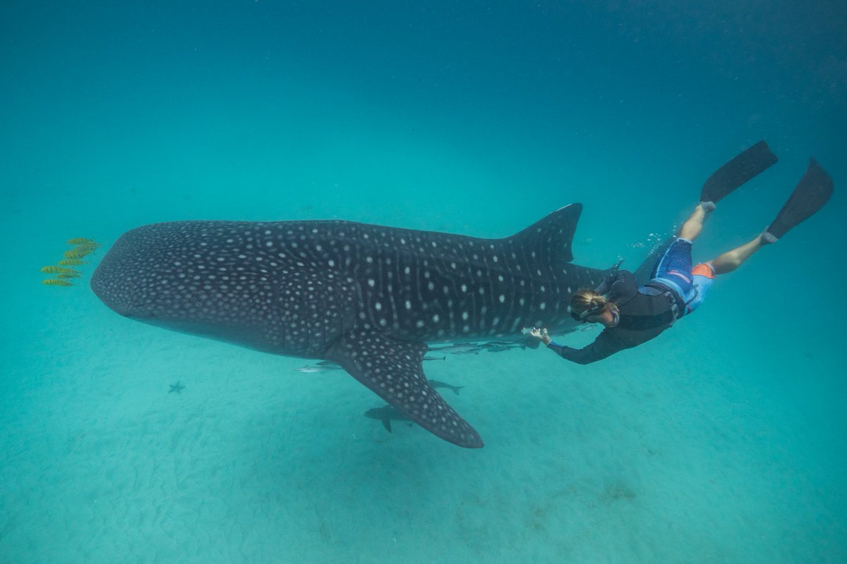 New paper alert! Whale sharks, microbes, and global microbiome patterns! 
 nature.com/articles/s4159…

Microbial network patterns described from the skin of whale sharks around the world suggest a fundamental feature of the skin microbiome.

Photo credit: Dr. Chris Rohner