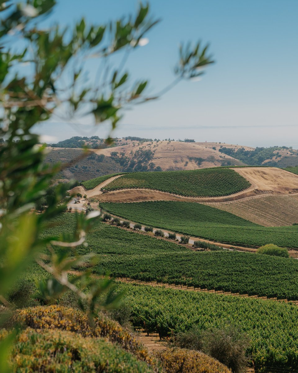 “Art is in the details.” Up close and personal atop DAOU Mountain. From gorgeous panoramic views to the intricacy of a leaf on the vine… there is beauty to be seen all around. Cheers to the details. 🍷✨