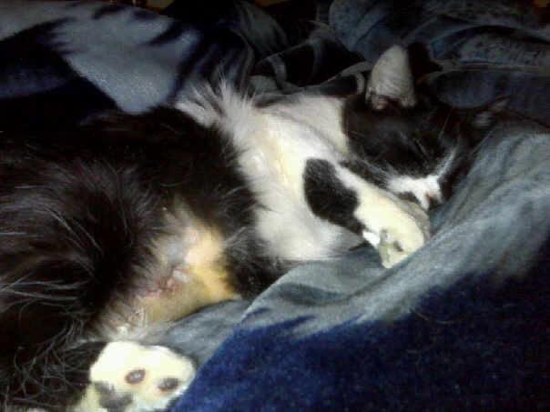 TooLeye3 tweet media