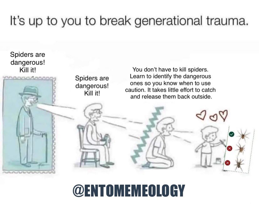 entomemeology's tweet photo. #entomemeology #spidermemes #arachnology #entomology https://t.co/fhLaBky6iV