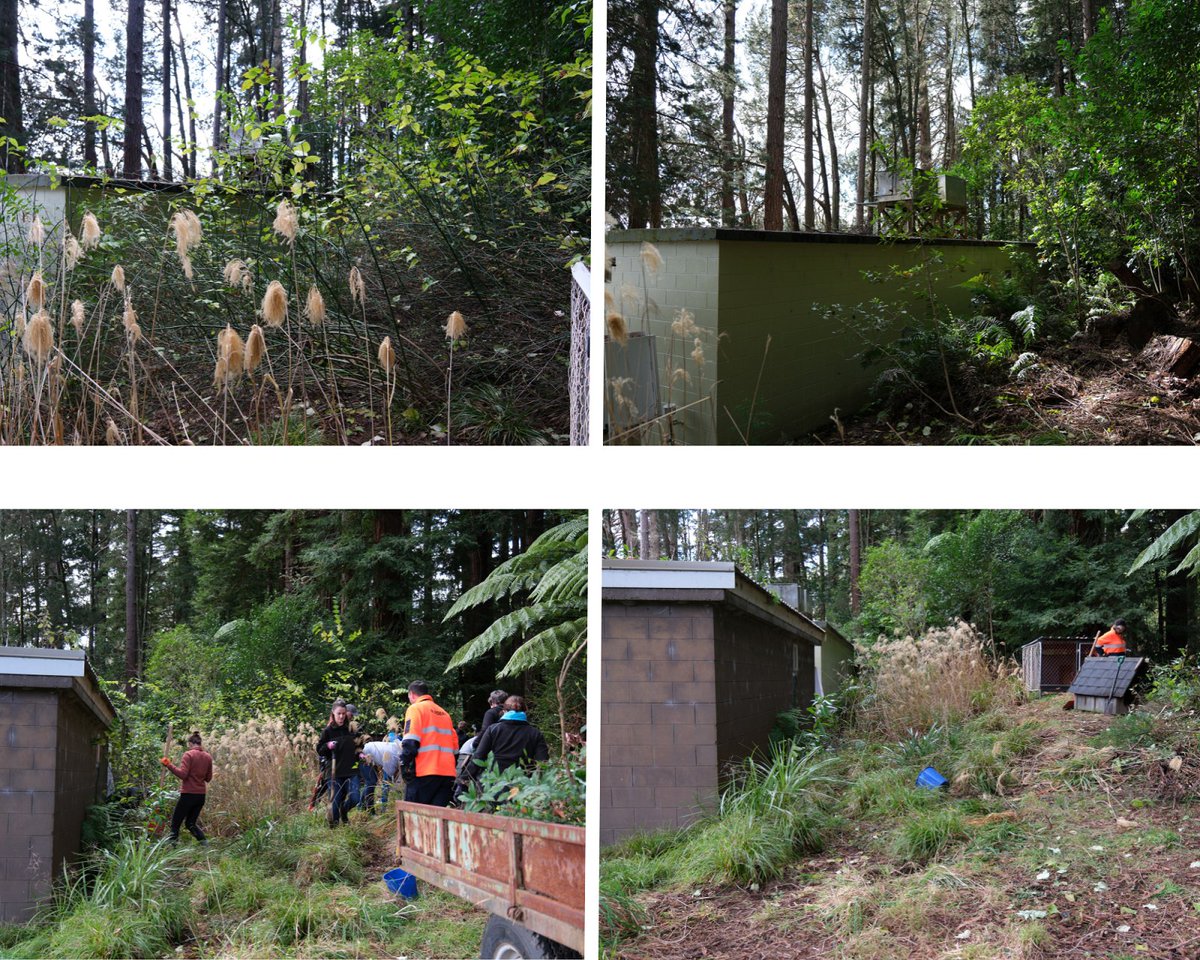 scion_research's tweet photo. More than 20 staff chipped in for a Conservation Week working bee on Tuesday targeting a patch of Himalayan honeysuckle at the Rotorua site. The team filled two trailers with invasive weeds in one hour. 
#sustainability #conservationweek @docgovtnz #weeds #pests https://t.co/QKYikDKMWZ