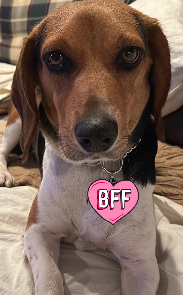 ProblemsProf's tweet photo. Gary wanted me to share this in case anyone needs adorable pet photos to help them through the day. #AcademicDogs https://t.co/pcckQSEE6b
