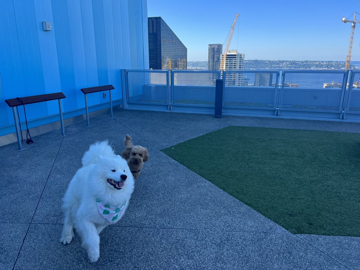 AlyshaPerisho's tweet image. Playing chase at floor 17 #dogsofamazon