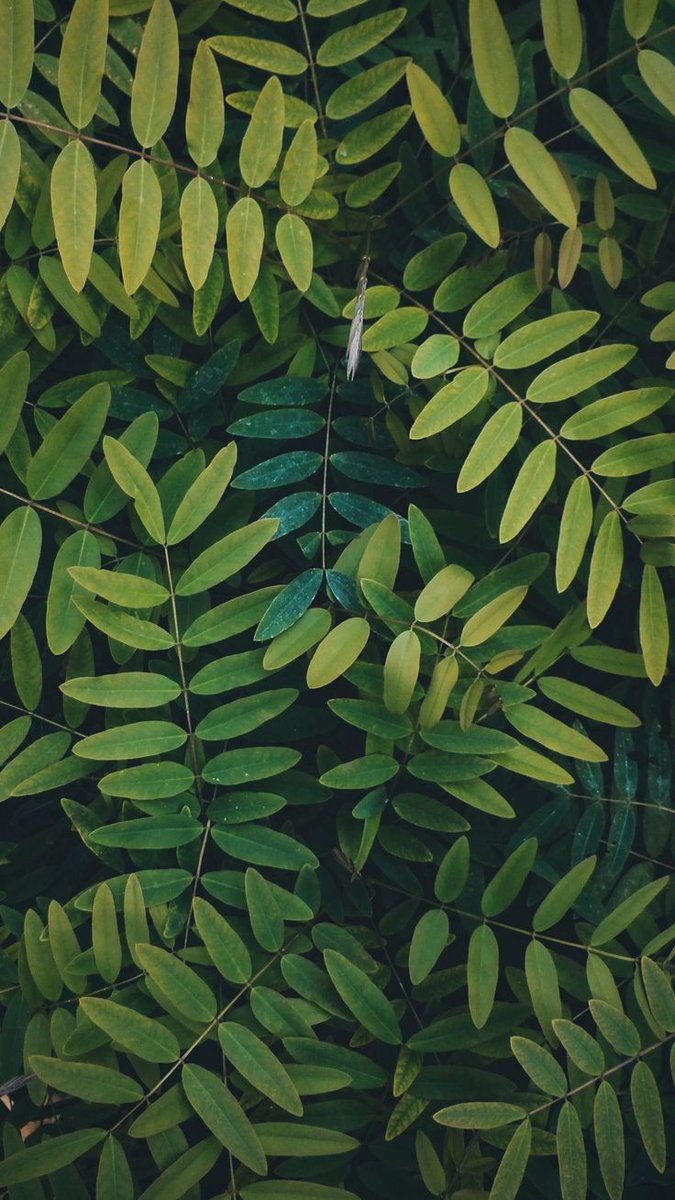 lumbi_muchui's tweet photo. @MrBlackOG Got some green for y'all https://t.co/acIdz7LoYT