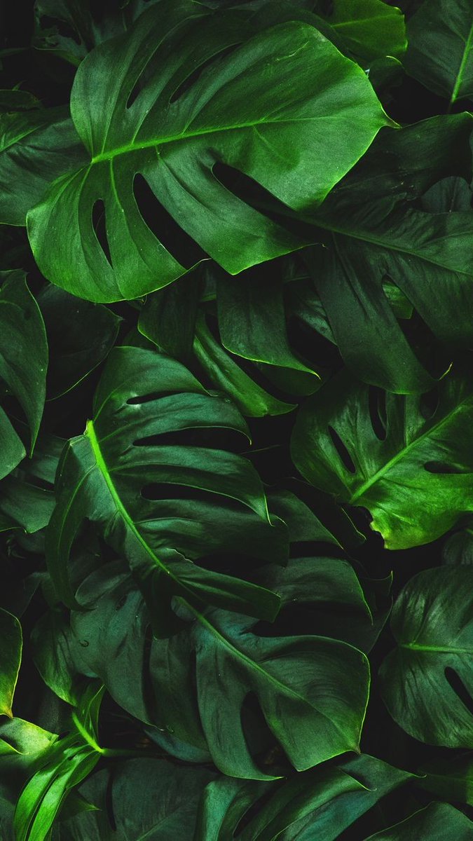 lumbi_muchui's tweet photo. @MrBlackOG Got some green for y'all https://t.co/acIdz7LoYT