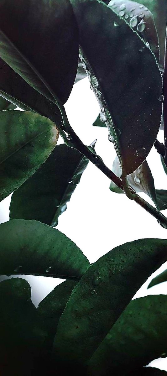 lumbi_muchui's tweet photo. @MrBlackOG Got some green for y'all https://t.co/acIdz7LoYT