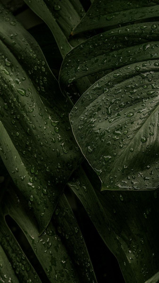 lumbi_muchui's tweet photo. @MrBlackOG Got some green for y'all https://t.co/acIdz7LoYT