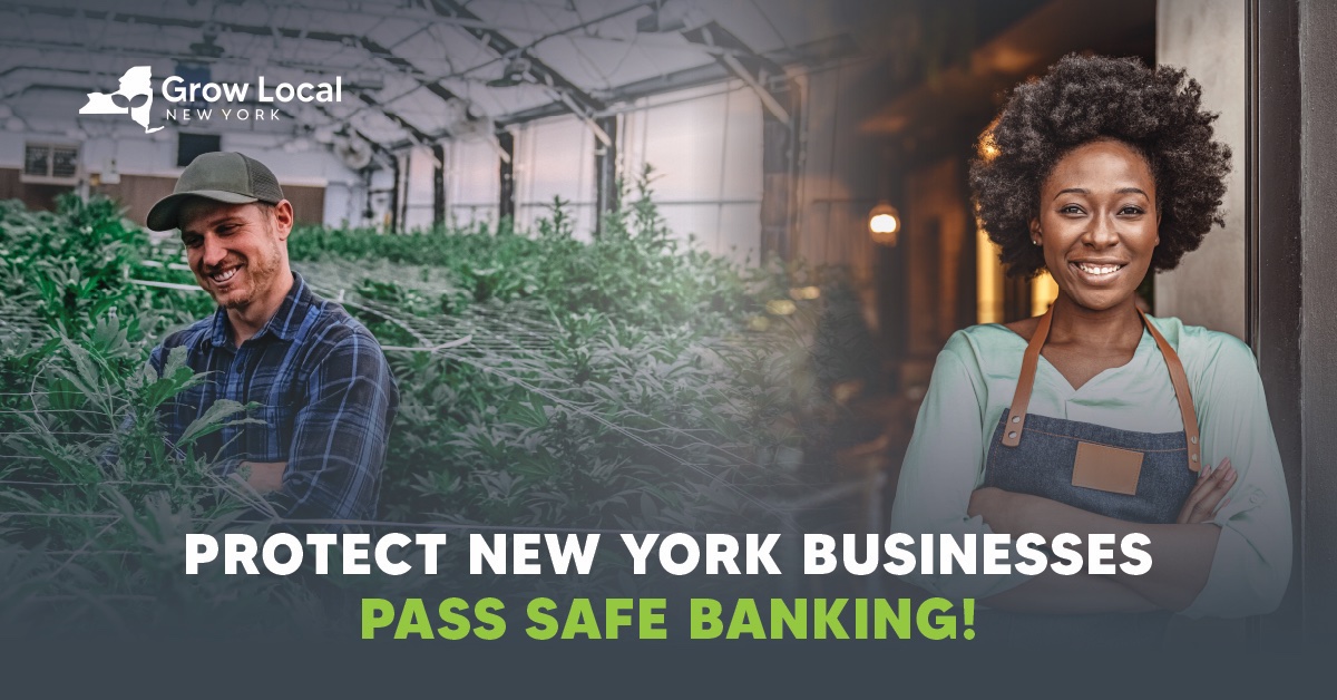 GrowLocalNY's tweet photo. NY's safety hangs on #SAFEBanking. 

Denial of financial services leaves cannabis businesses reliant on cash-only operations, risking theft, money laundering, and organized crime. Take Action Now:
https://t.co/luIVuhX5dU https://t.co/Q4Fv8zIaLm