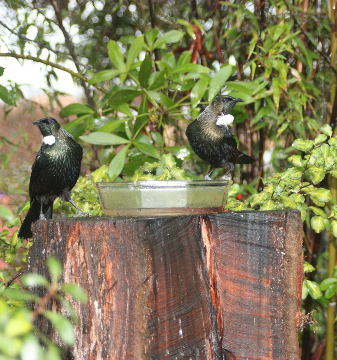 brewnz's tweet photo. @CarlBovisNature Not Oz, but don't forget New Zealand, home of the fabulous Tui! https://t.co/gHPAIvL3Ju