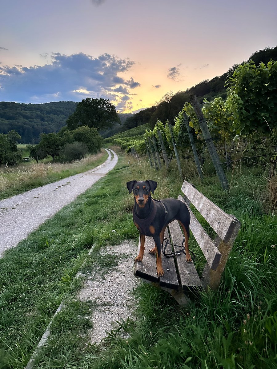 Andreas Ringli tweet media