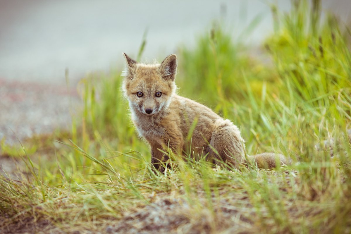 BlazingAdv's tweet photo. Wildlife sighting during a Sunset Dinner!

https://t.co/K8q2vIiIHN

#BlazingAdventures #AspenDining #GetOutdoors #ExpereincetheBeauty #Aspen #Snowmass #WhatDoestheFoxSay https://t.co/D0LoG0j5ru