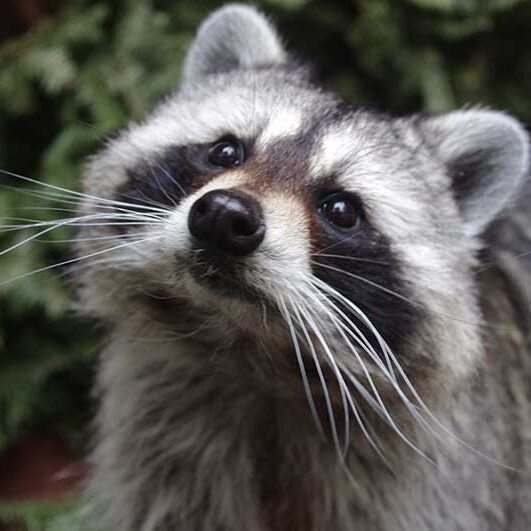 gahxraccoons tweet picture