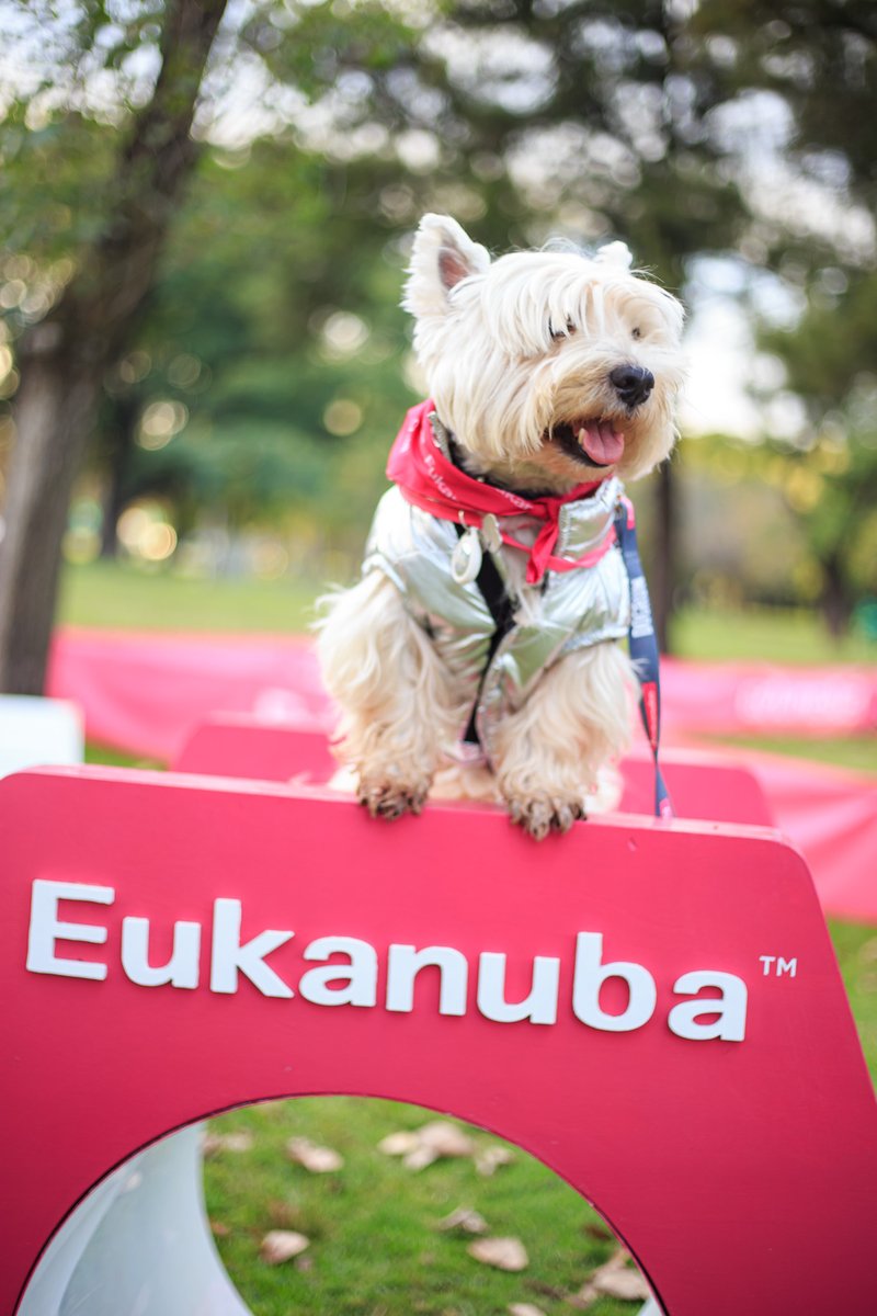 ¡Listos, preparados, ya! DogRun vuelve con una nueva edición para realizar actividad física junto a nuestros perros <a href="/EukanubaAr/">Eukanuba Argentina</a> 
marcelafittipaldi.com.ar/2023/08/listos……-nuestros-perros/