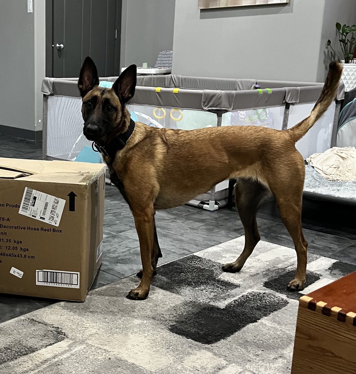 SimsReaper's tweet image. We have had pet insurance through Trupanion for two years now. After yr1, rates ^ 16%, now yr2 ^another 43%. Ridiculous and predatory. Overall 2 yr increase of 64% from initial rate!! Don’t trust their quotes. Also, meet Nova! #petinsurance #trupanion #predatory