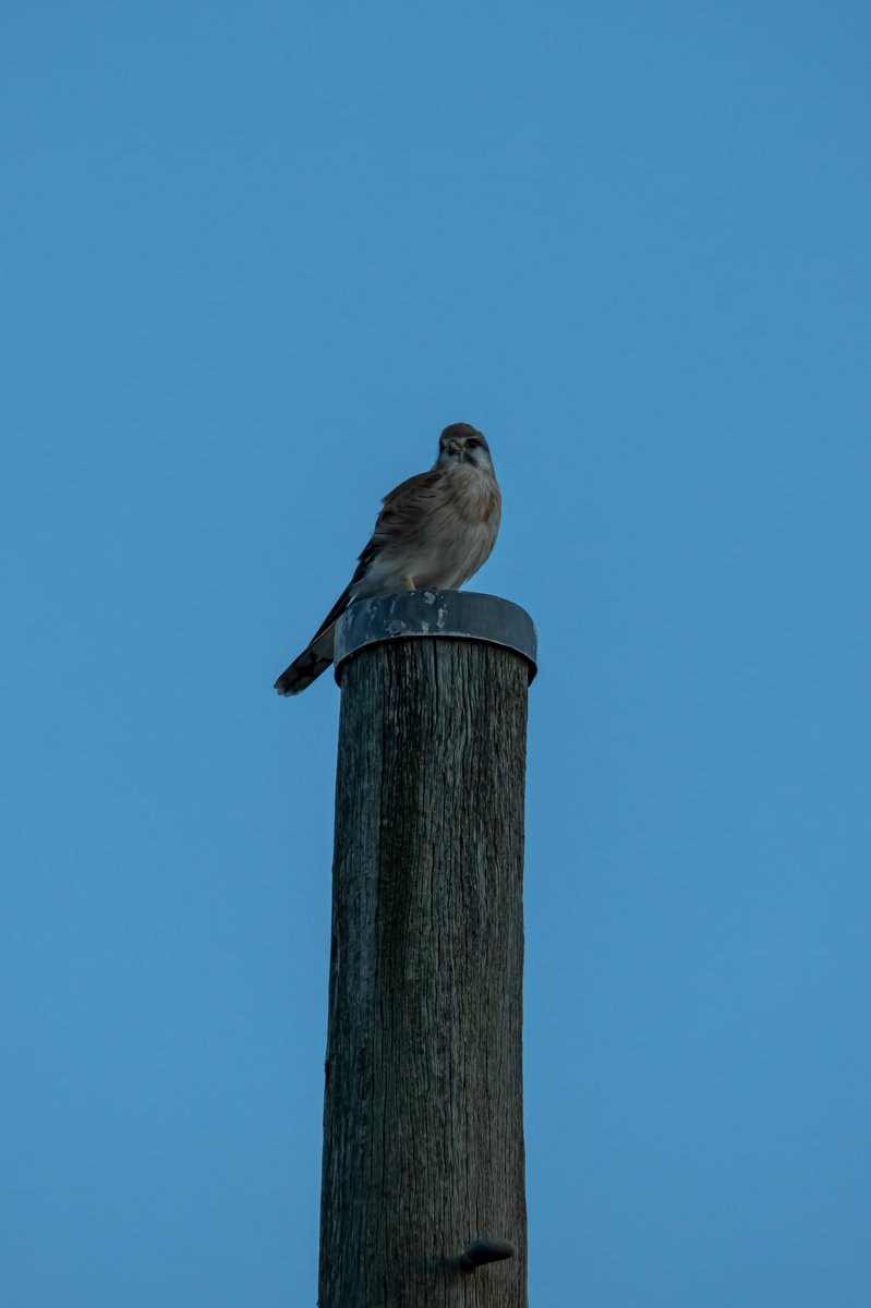 Birds on the farm. #photography #nature #wildlife #bird #australia