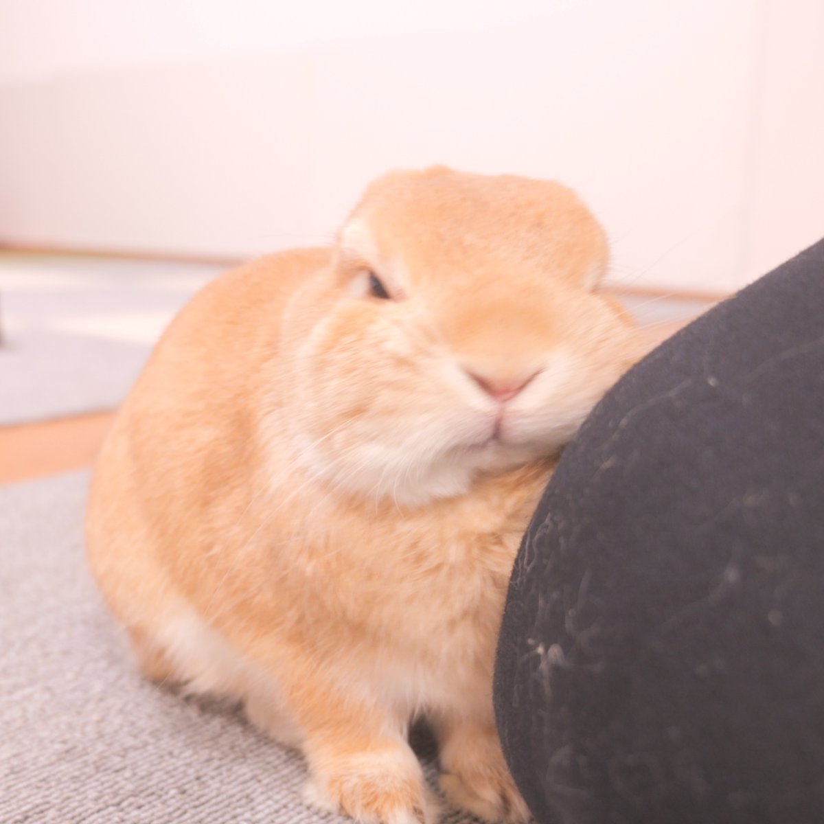 Mugi_Mimi_'s tweet photo. こんばんは🐰
good evening🌙

#うさぎの麦ちゃんねる　#bunny https://t.co/lvIHeQhMZU
