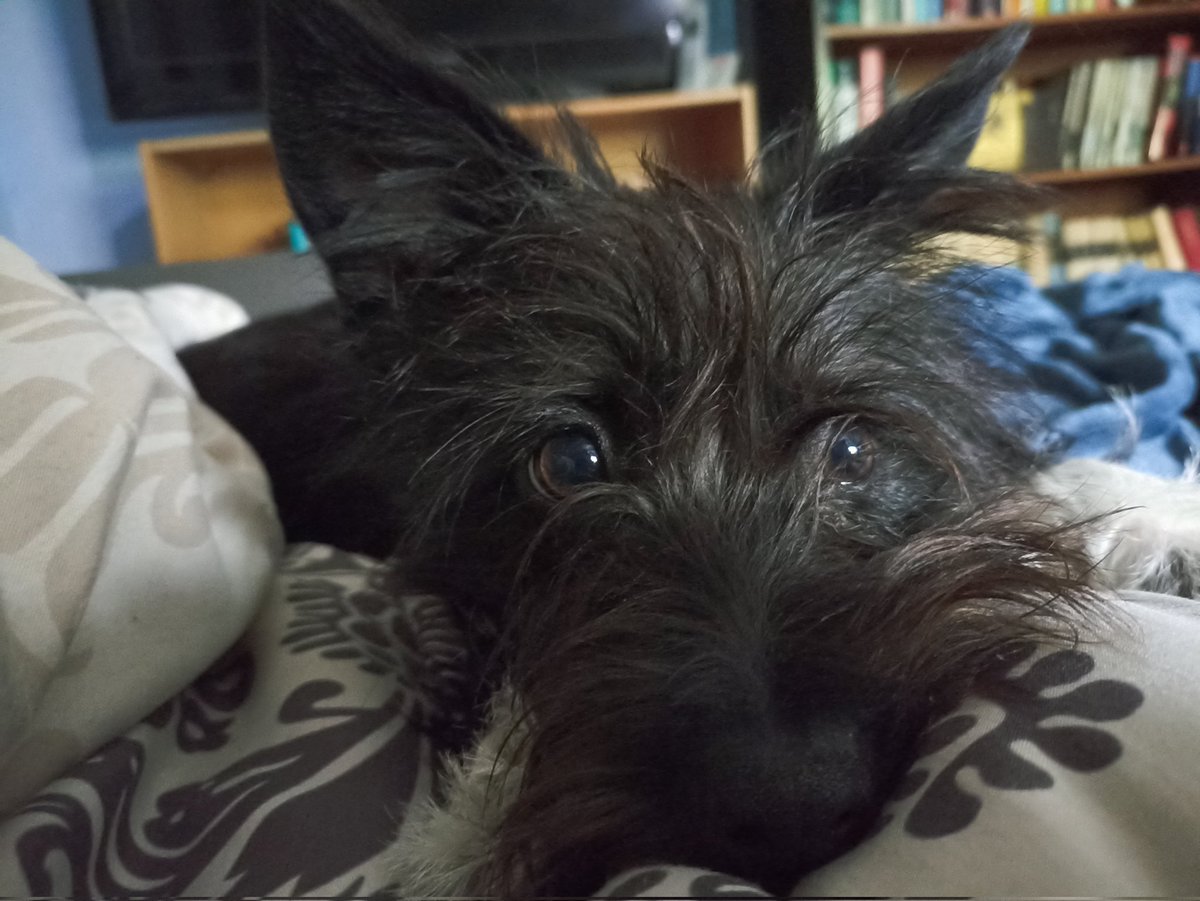 OldDogTimmy's tweet photo. Herrchen denkt gerade darüber nach, ob hier vielleicht noch ein zweiter, kleiner Wauz einzieht.
Die Gegend ist ziemlich toll, wir sind echt viel unterwegs und an der  Luft und meine Menschen sorgen dafür das ich meine Energie los werde. Ich kann Herrchens denkerfalte sehen! https://t.co/oq3rv9cpLf