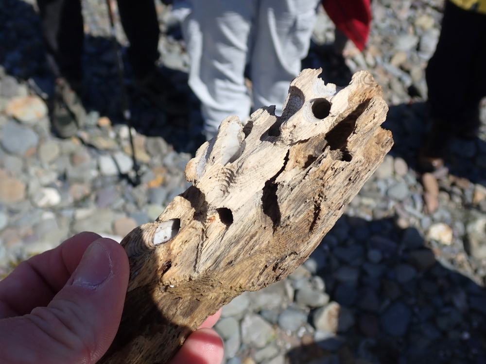 A great day on the shore yesterday in Bantry with @hutchins_ellen and @NPWS for #HeritageWeek2023 and #EMDinMyCountry. Lots of species during two sessions on the Rocky Shore and on the beach with an enthusiastic bunch. exploreyourshore.ie