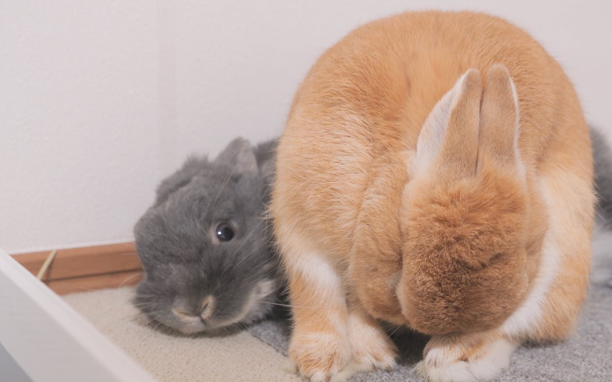 Mugi_Mimi_'s tweet photo. おはようございます🐰
good morning☀️

#うさぎの麦ちゃんねる　#うさぎ　#bunny https://t.co/jbHgqVtW3p