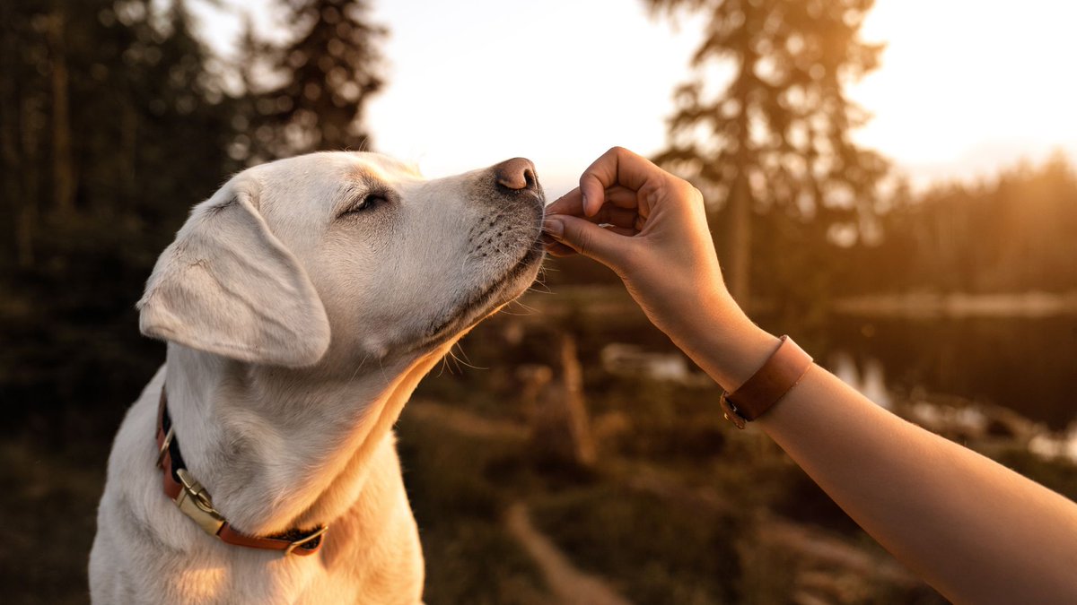 📦 Your pet's wellness journey starts with a delivery from PetFoodPros. Let's pave the way for a vibrant and playful life together! 🎉🐕

tidd.ly/3qwDzJc