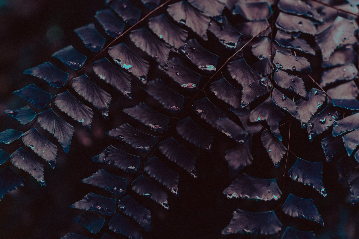 Lil print shop update if you like botanicals 🥰

thatswhenisnapped.pixieset.com/art/

#photography #photoprints #art #artforsale #botanical