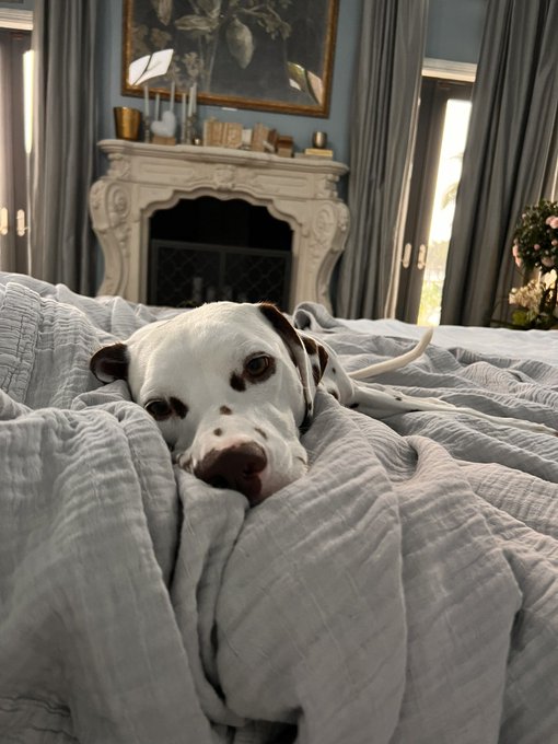 A blessing to wake up to that face every morning 😍🥲 https://t.co/5vS6MSCD43<a href="/tag/colorado"class="tags"><span>&#35;colorado</span></a><a href="/tag/dogs"class="tags"><span>&#35;dogs</span></a><a href="/tag/snowstorm"class="tags"><span>&#35;snowstorm</span></a>