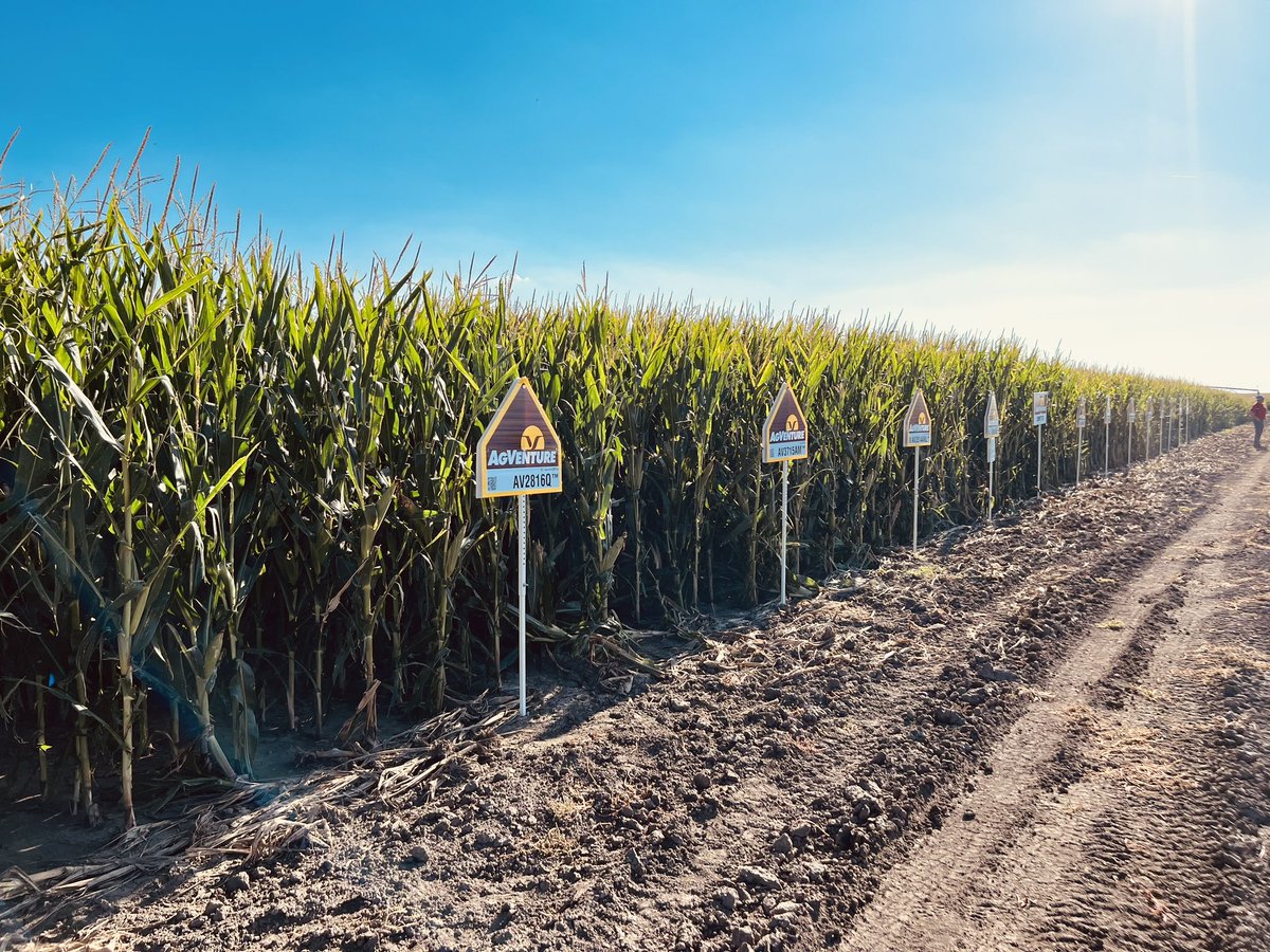 AVHighPlains's tweet photo. Had another great day with @Kelby45Ross and customers in Plains looking at some old faithful, and brand new @AgVentureInc hybrids, and how they fit into their 20 inch row environment! #LocalTested #LocalSelected https://t.co/ZnHXOj4mGv